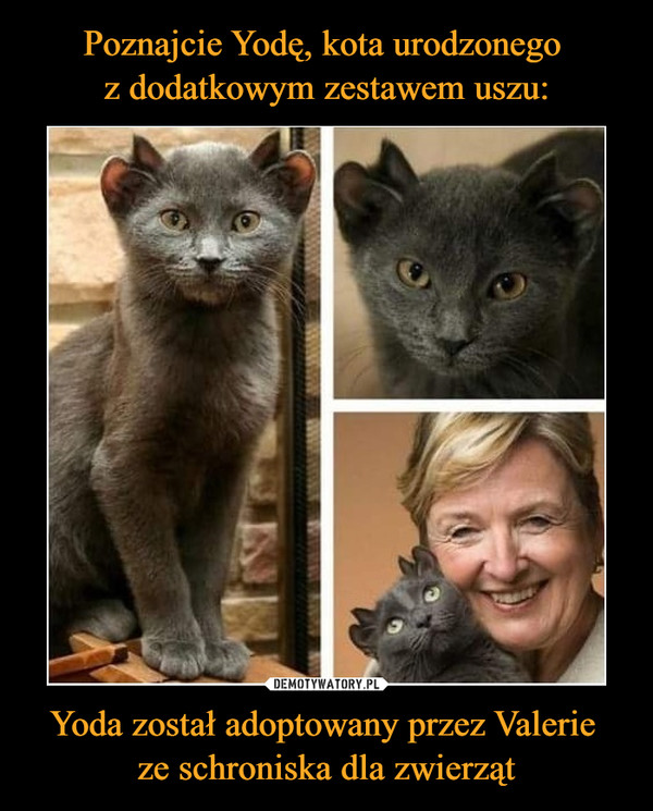 Poznajcie Yodę, kota urodzonego 
z dodatkowym zestawem uszu: Yoda został adoptowany przez Valerie 
ze schroniska dla zwierząt