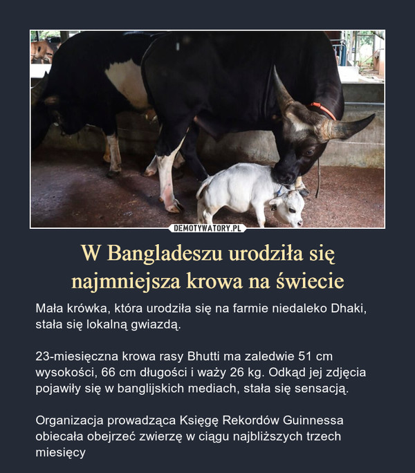 W Bangladeszu urodziła sięnajmniejsza krowa na świecie – Mała krówka, która urodziła się na farmie niedaleko Dhaki, stała się lokalną gwiazdą.23-miesięczna krowa rasy Bhutti ma zaledwie 51 cm wysokości, 66 cm długości i waży 26 kg. Odkąd jej zdjęcia pojawiły się w banglijskich mediach, stała się sensacją.Organizacja prowadząca Księgę Rekordów Guinnessa obiecała obejrzeć zwierzę w ciągu najbliższych trzech miesięcy 