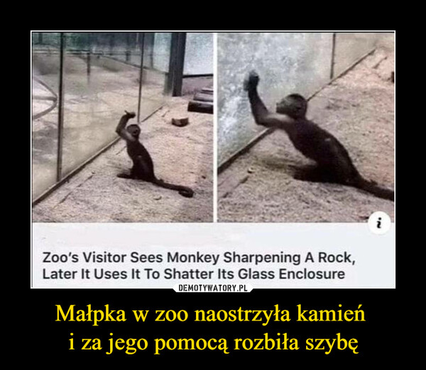 Małpka w zoo naostrzyła kamień i za jego pomocą rozbiła szybę –  