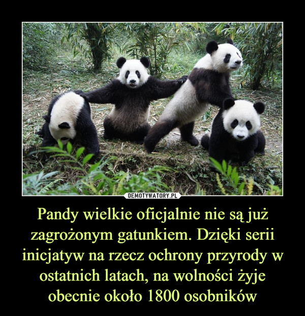 Pandy wielkie oficjalnie nie są już zagrożonym gatunkiem. Dzięki serii inicjatyw na rzecz ochrony przyrody w ostatnich latach, na wolności żyje obecnie około 1800 osobników