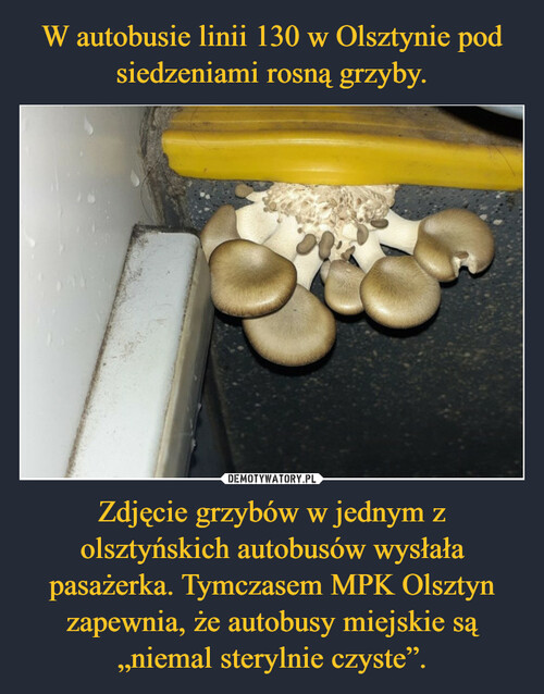 W autobusie linii 130 w Olsztynie pod siedzeniami rosną grzyby. Zdjęcie grzybów w jednym z olsztyńskich autobusów wysłała pasażerka. Tymczasem MPK Olsztyn zapewnia, że autobusy miejskie są „niemal sterylnie czyste”.