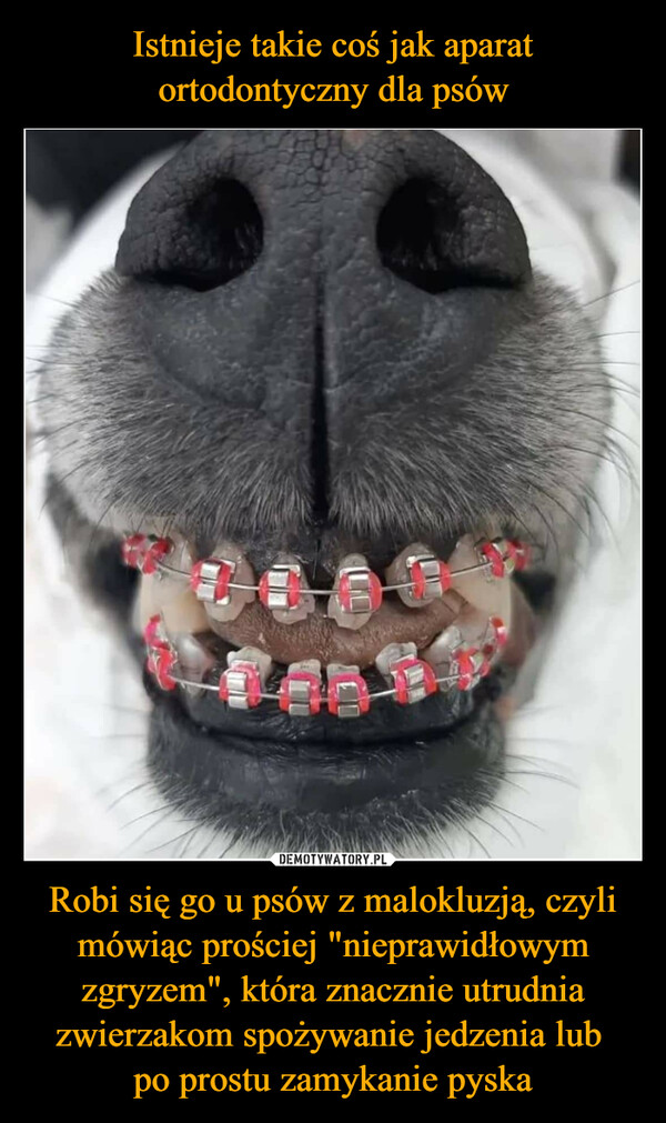 Istnieje takie coś jak aparat ortodontyczny dla psów Robi się go u psów z malokluzją, czyli mówiąc prościej "nieprawidłowym zgryzem", która znacznie utrudnia zwierzakom spożywanie jedzenia lub 
po prostu zamykanie pyska