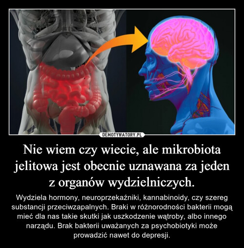 Nie wiem czy wiecie, ale mikrobiota jelitowa jest obecnie uznawana za jeden z organów wydzielniczych.