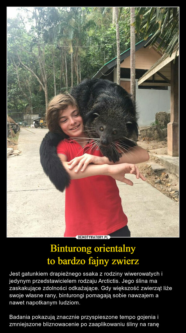Binturong orientalny
to bardzo fajny zwierz