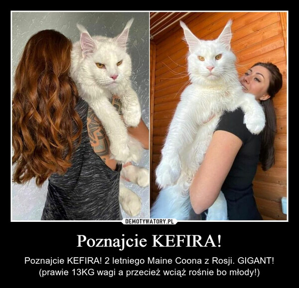 Poznajcie KEFIRA! – Poznajcie KEFIRA! 2 letniego Maine Coona z Rosji. GIGANT! (prawie 13KG wagi a przecież wciąż rośnie bo młody!) 