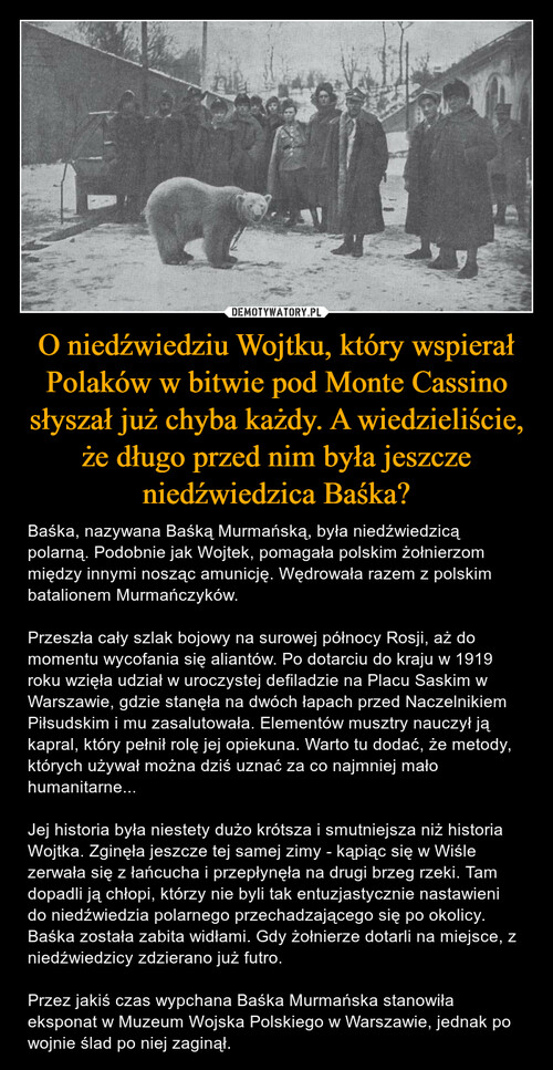 O niedźwiedziu Wojtku, który wspierał Polaków w bitwie pod Monte Cassino słyszał już chyba każdy. A wiedzieliście, że długo przed nim była jeszcze niedźwiedzica Baśka?