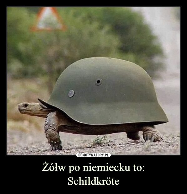 Żółw po niemiecku to:Schildkröte –  