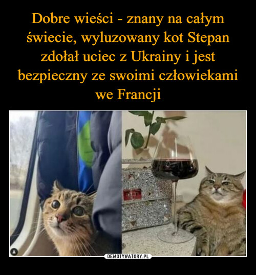 Dobre wieści - znany na całym świecie, wyluzowany kot Stepan zdołał uciec z Ukrainy i jest bezpieczny ze swoimi człowiekami we Francji