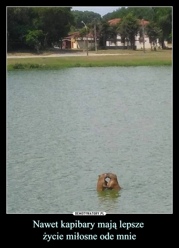 Nawet kapibary mają lepsze życie miłosne ode mnie –  