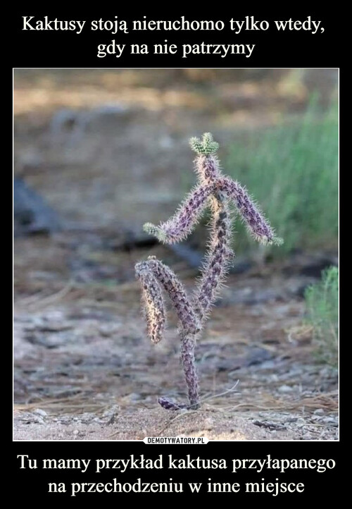 Kaktusy stoją nieruchomo tylko wtedy, 
gdy na nie patrzymy Tu mamy przykład kaktusa przyłapanego na przechodzeniu w inne miejsce
