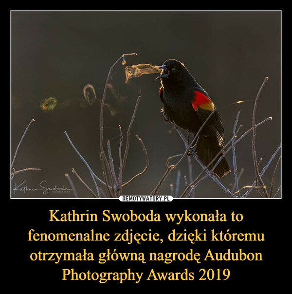 Kathrin Swoboda wykonała to fenomenalne zdjęcie, dzięki któremu otrzymała główną nagrodę Audubon Photography Awards 2019 –  