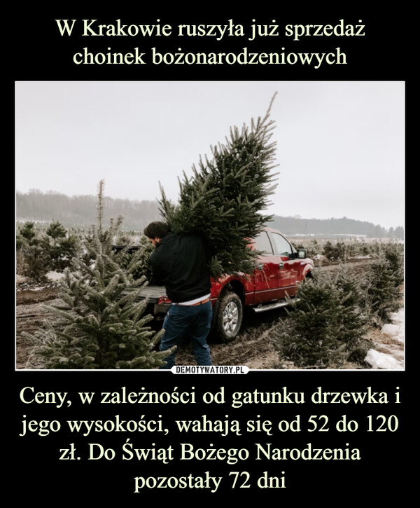 Ceny, w zależności od gatunku drzewka i jego wysokości, wahają się od 52 do 120 zł. Do Świąt Bożego Narodzenia pozostały 72 dni –  