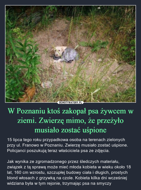 W Poznaniu ktoś zakopał psa żywcem w ziemi. Zwierzę mimo, że przeżyło musiało zostać uśpione – 15 lipca tego roku przypadkowa osoba na terenach zielonych przy ul. Franowo w Poznaniu. Zwierzę musiało zostać uśpione. Policjanci poszukują teraz właściciela psa ze zdjęcia. Jak wynika ze zgromadzonego przez śledczych materiału, związek z tą sprawą może mieć młoda kobieta w wieku około 18 lat, 160 cm wzrostu, szczupłej budowy ciała i długich, prostych blond włosach z grzywką na czole. Kobieta kilka dni wcześniej widziana była w tym rejonie, trzymając psa na smyczy 