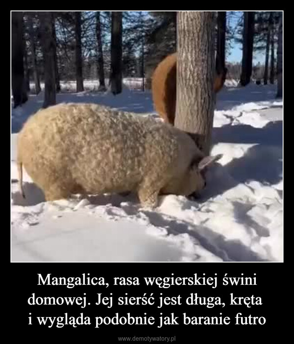 Mangalica, rasa węgierskiej świni domowej. Jej sierść jest długa, kręta i wygląda podobnie jak baranie futro –  