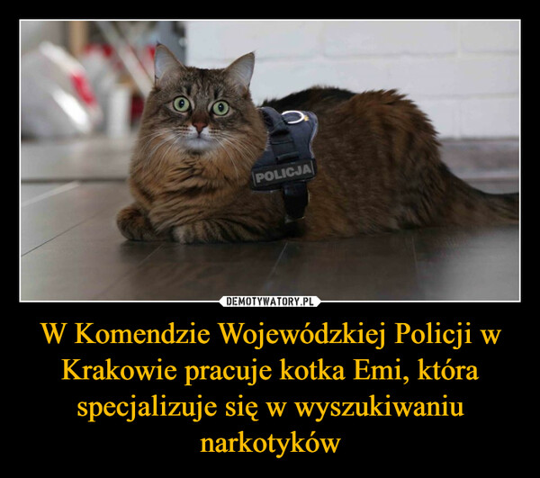 W Komendzie Wojewódzkiej Policji w Krakowie pracuje kotka Emi, która specjalizuje się w wyszukiwaniu narkotyków