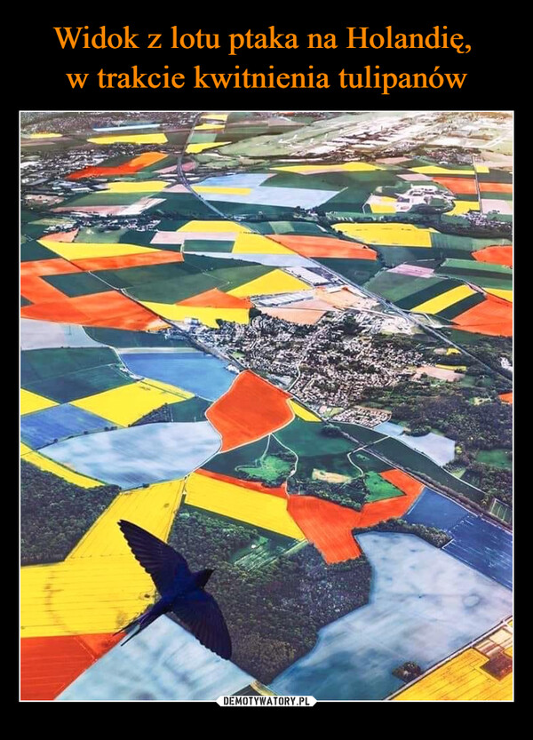 Widok z lotu ptaka na Holandię, 
w trakcie kwitnienia tulipanów