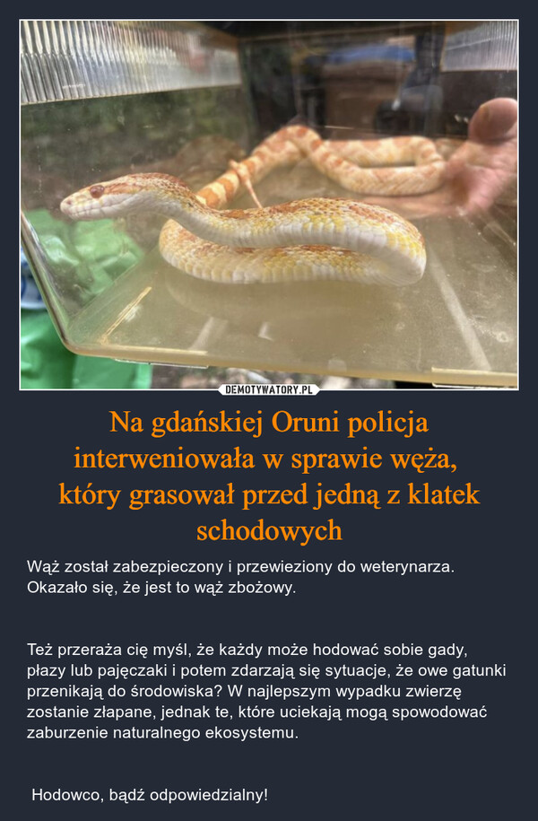 Na gdańskiej Oruni policja interweniowała w sprawie węża, 
który grasował przed jedną z klatek schodowych