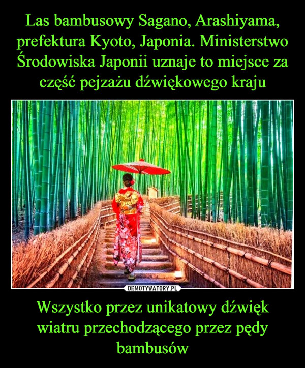 Las bambusowy Sagano, Arashiyama, prefektura Kyoto, Japonia. Ministerstwo Środowiska Japonii uznaje to miejsce za część pejzażu dźwiękowego kraju Wszystko przez unikatowy dźwięk wiatru przechodzącego przez pędy bambusów
