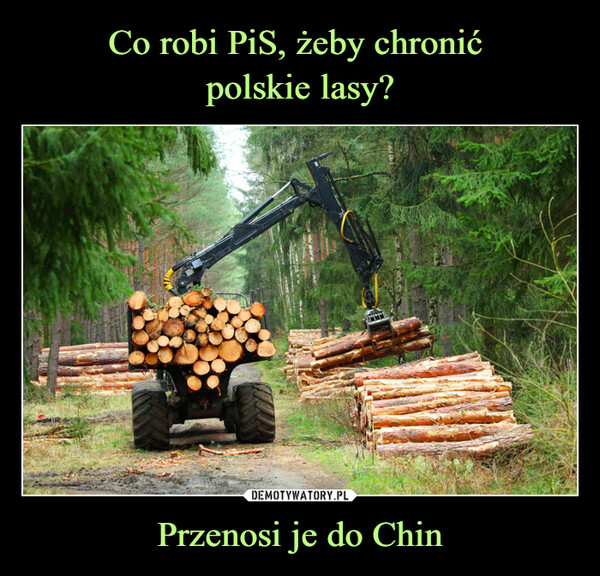 Co robi PiS, żeby chronić 
polskie lasy? Przenosi je do Chin