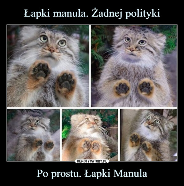 Po prostu. Łapki Manula –  you