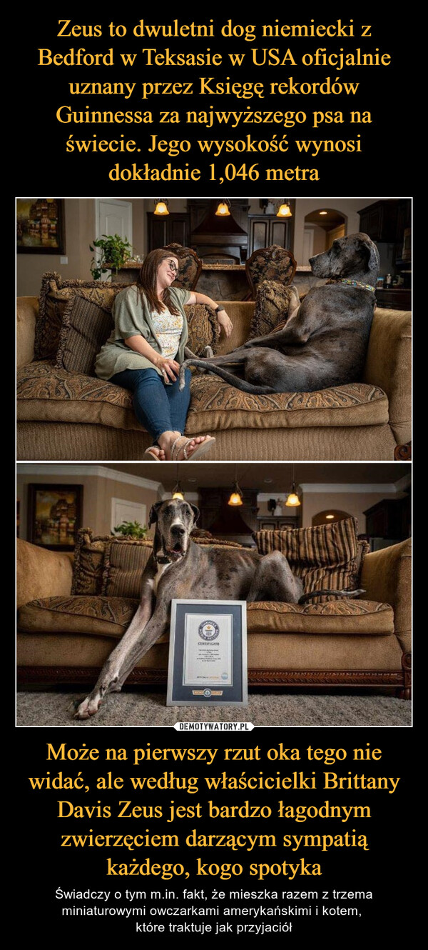 Zeus to dwuletni dog niemiecki z Bedford w Teksasie w USA oficjalnie uznany przez Księgę rekordów Guinnessa za najwyższego psa na świecie. Jego wysokość wynosi dokładnie 1,046 metra Może na pierwszy rzut oka tego nie widać, ale według właścicielki Brittany Davis Zeus jest bardzo łagodnym zwierzęciem darzącym sympatią każdego, kogo spotyka