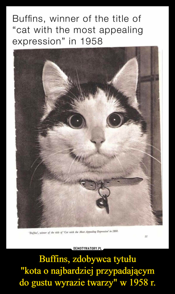 Buffins, zdobywca tytułu
"kota o najbardziej przypadającym
do gustu wyrazie twarzy" w 1958 r.