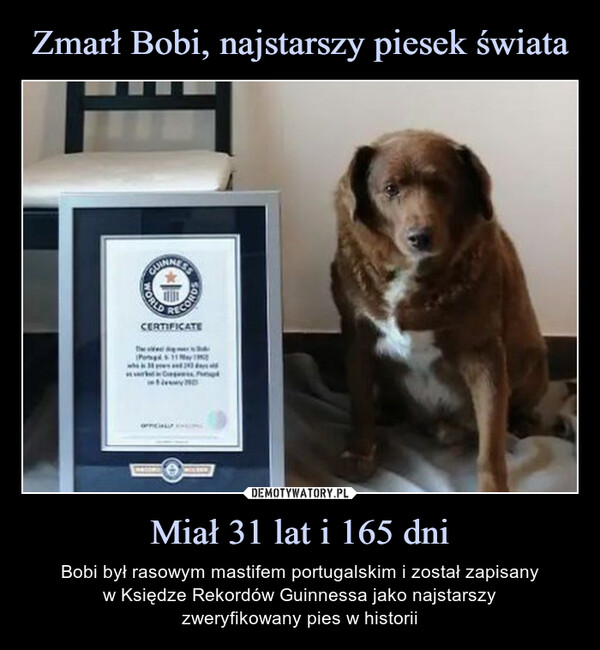 Miał 31 lat i 165 dni – Bobi był rasowym mastifem portugalskim i został zapisanyw Księdze Rekordów Guinnessa jako najstarszyzweryfikowany pies w historii CUINNESTWORLDCORDCERTIFICATEThe e sh(P11 May 19who 332phy wake125E AMARYTOO