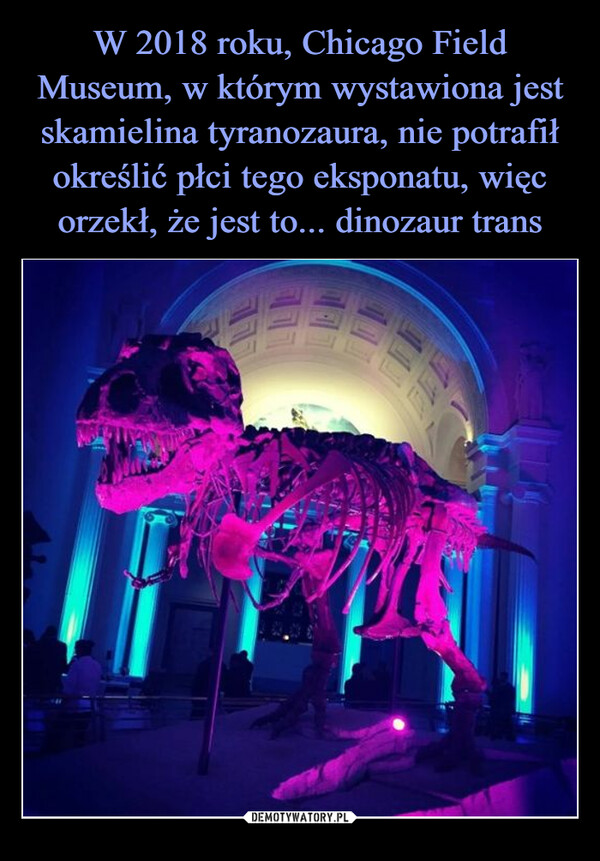W 2018 roku, Chicago Field Museum, w którym wystawiona jest skamielina tyranozaura, nie potrafił określić płci tego eksponatu, więc orzekł, że jest to... dinozaur trans
