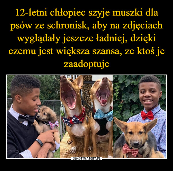 12-letni chłopiec szyje muszki dla psów ze schronisk, aby na zdjęciach wyglądały jeszcze ładniej, dzięki czemu jest większa szansa, ze ktoś je zaadoptuje