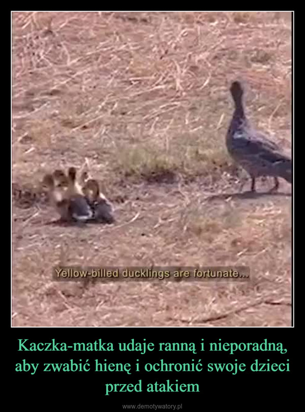 Kaczka-matka udaje ranną i nieporadną, aby zwabić hienę i ochronić swoje dzieci przed atakiem –  Yellow-billed ducklings are fortunate...