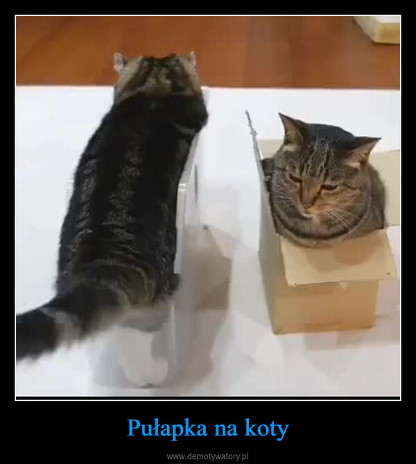 Pułapka na koty –  