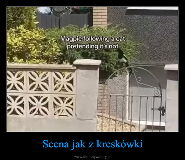 Scena jak z kreskówki –  Magpie following a catpretending it's not