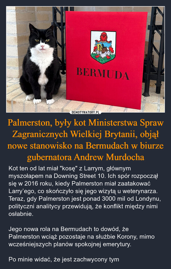 Palmerston, były kot Ministerstwa Spraw Zagranicznych Wielkiej Brytanii, objął nowe stanowisko na Bermudach w biurze gubernatora Andrew Murdocha – Kot ten od lat miał "kosę" z Larrym, głównym myszołapem na Downing Street 10. Ich spór rozpoczął się w 2016 roku, kiedy Palmerston miał zaatakować Larry’ego, co skończyło się jego wizytą u weterynarza. Teraz, gdy Palmerston jest ponad 3000 mil od Londynu, polityczni analitycy przewidują, że konflikt między nimi osłabnie.Jego nowa rola na Bermudach to dowód, że Palmerston wciąż pozostaje na służbie Korony, mimo wcześniejszych planów spokojnej emerytury.Po minie widać, że jest zachwycony tym BERMUDA