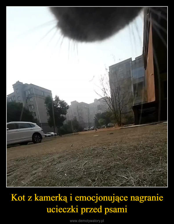 Kot z kamerką i emocjonujące nagranie ucieczki przed psami –  