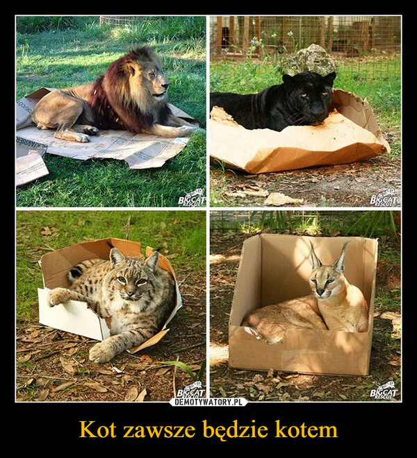 Kot zawsze będzie kotem –  BIGCATBIGCATKARRIERDE/COTwwBIGCATBIGCAT