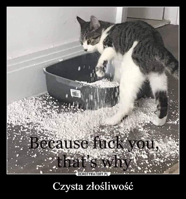 Czysta złośliwość –  Because fuck you,that's why